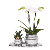 Orchidée Phalaenopsis blanche Mineral Amabilis et succulente - coffret Allure Shiny argent - pot Ø9 cm