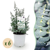 Green boutiQ - Terrasplant - Eucalyptus boom - Eucalyptus gunni  - Grijs - 6 Växtn - Winterhard - Kruka 17cm Hoogte 40cm