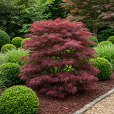 Green boutiQ - Terrasplant - Japanse Esdoorn - Acer palmatum Sumi-nagashi - Rood - 2 Växtn - Bladverliezend - Kruka 19cm Hoogte 70cm