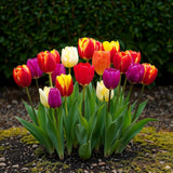 Green boutiQ - Bloembollen - Tulp Triumph mix - Diversen kleuren - 15 stuks - Bolmaat 11/12 - XXL Pack