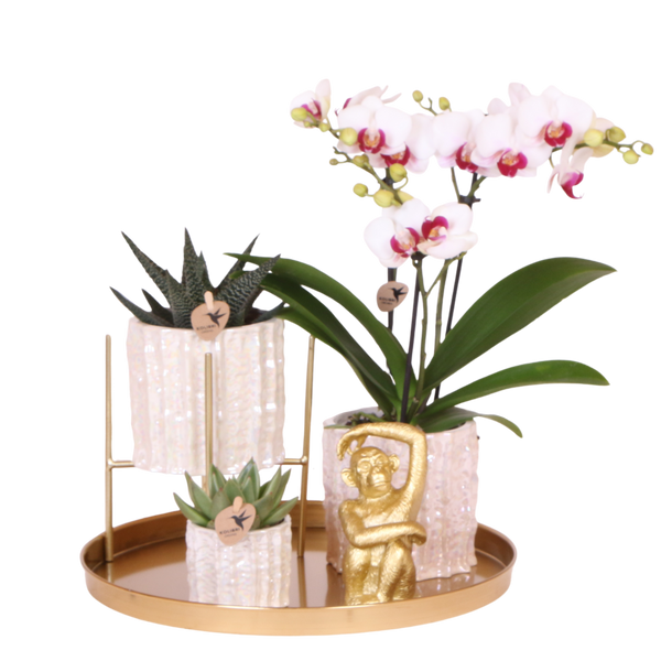 Orchidée Phalaenopsis blanche Mineral Gibraltar et 2 succulentes - coffret Oyster - pot Ø9 cm