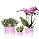Kolibri Company | Växtnset Bloom Purple | Paarse Vienna orchidee + groene växtn incl. sierpotten