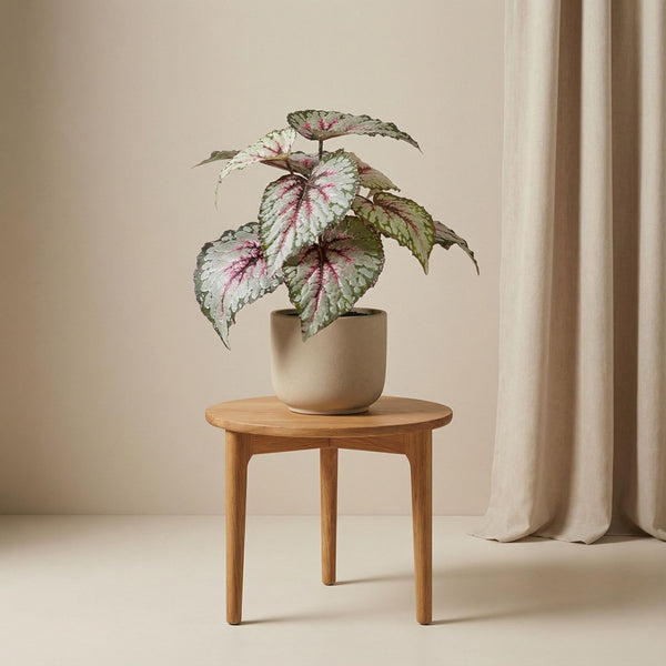 Begonia artificiel h26cm kruka inkluderad