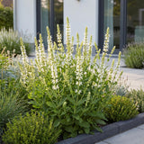 Sauge des bois blanche Schneehügel - H 15-25 cm, pot Ø11 cm