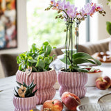 Orchidée Phalaenopsis rose Mineral Antwerpen et 2 succulentes - coffret Horizon rose