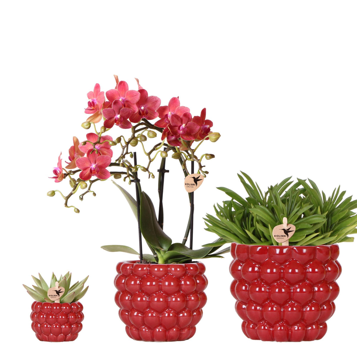 Kolibri Company | Växtnset Rode Phalaenopsis Orchidee Congo i Succulenten incl. keramieken Berry sierpotten