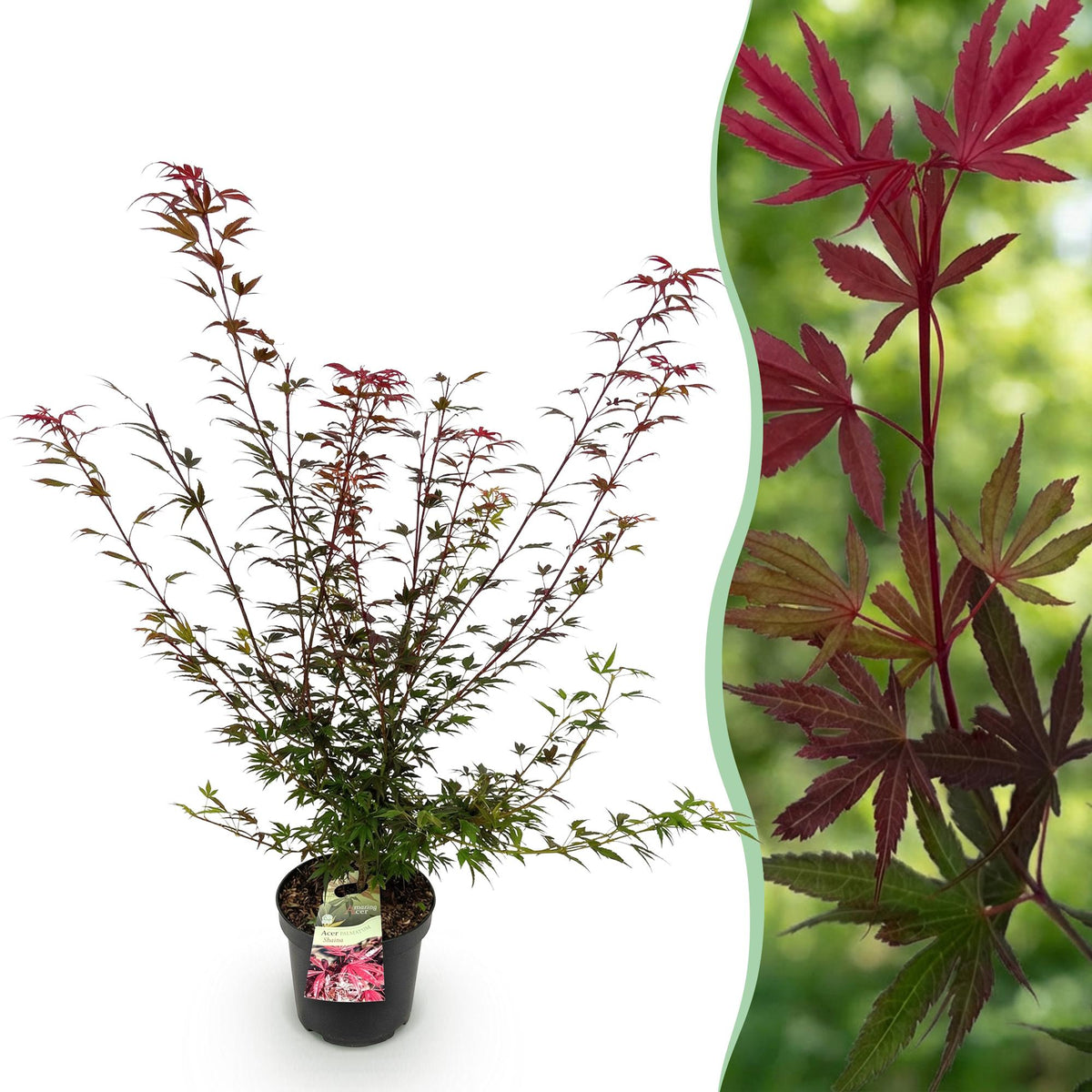 Érable du Japon Shaina - H 90 cm, pot Ø26 cm