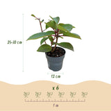 Green boutiQ - Tuinplant - Hydrangea panniculata Living Infinity - Pluimhortensia - Winterhard - Wit - 1 Plant - Kruka 12cm - Hoogte Hoogte 20-30cm