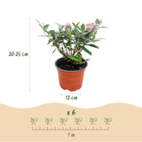 Green boutiQ - Tuinplant - Buddleja davidii Butterfly Candy Little Pink - Vlinderstruik - Compact - Roze - 1 Plant - Kruka 12cm - Hoogte 20-25cm