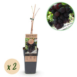 Green boutiQ - Fruitplant - Paarse Druif -  Vitis vinifera Vanessa - Pitloos - 2 växtn - Kruka 15cm Hoogte 50cm