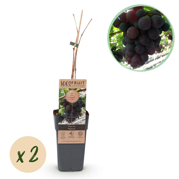 Green boutiQ - Fruitplant - Paarse Druif -  Vitis vinifera Vanessa - Pitloos - 2 växtn - Kruka 15cm Hoogte 50cm