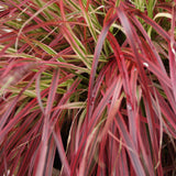 Green boutiQ - Siergrassen - Uncinia rubra Everflame  - Rood - 4 Växtn - Bladhoudend - Weinig Onderhoud - Kruka 17cm Hoogte 50cm
