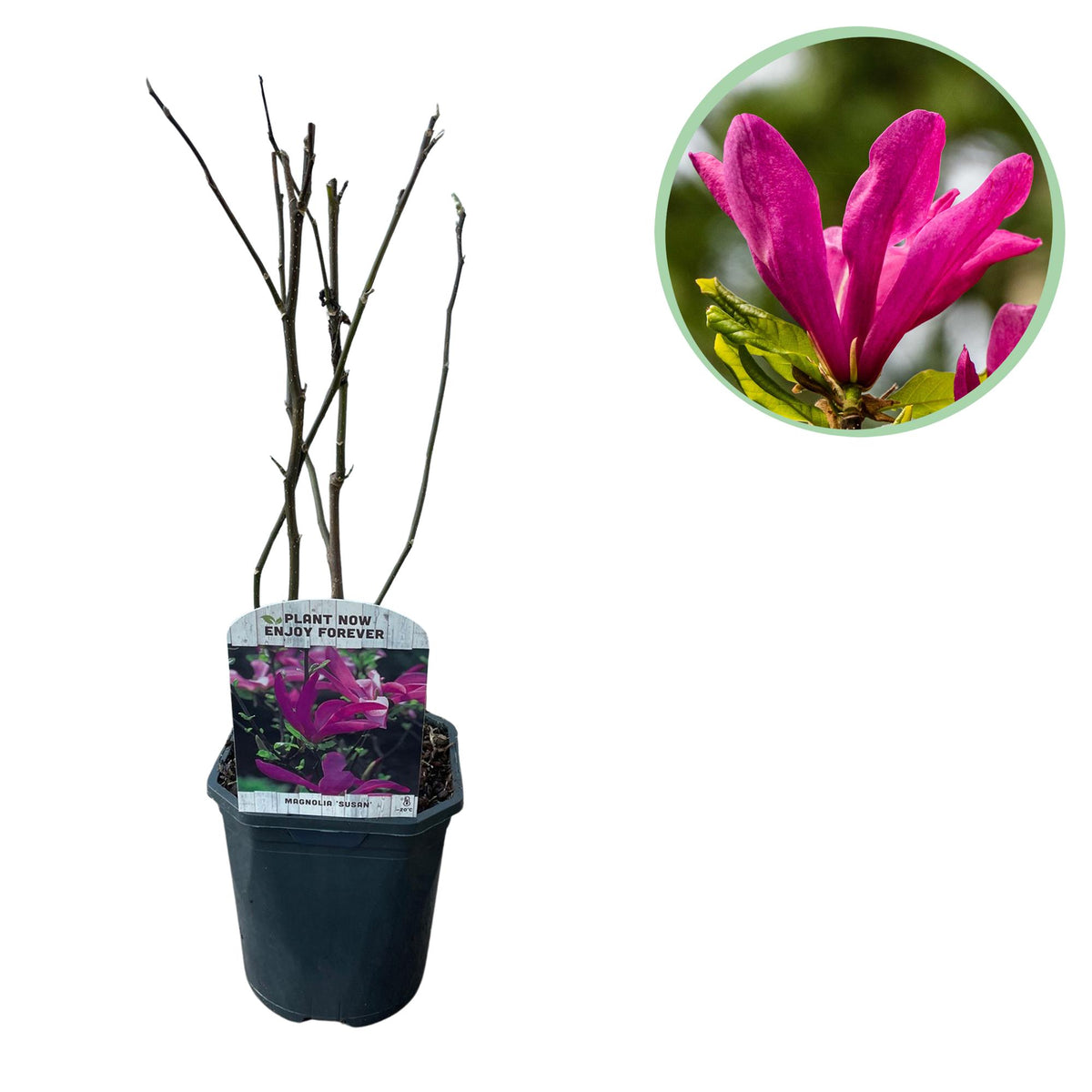 Green boutiQ - Heesters -  Magnolia Susan  - Bloemen Donker Roze - 1 plant - bladverliezend - weinig onderhoud - kruka 17cm hoogte 45cm