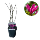 Green boutiQ - Heesters -  Magnolia Susan  - Bloemen Donker Roze - 1 plant - bladverliezend - weinig onderhoud - kruka 17cm hoogte 45cm