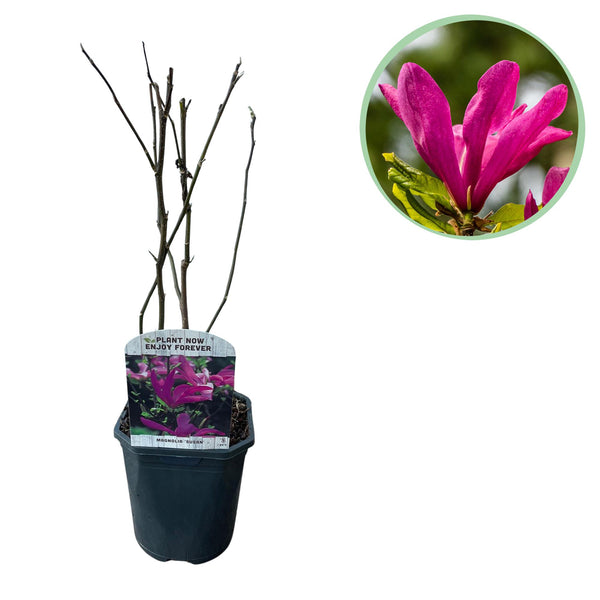 Green boutiQ - Heesters -  Magnolia Susan  - Bloemen Donker Roze - 1 plant - bladverliezend - weinig onderhoud - kruka 17cm hoogte 45cm