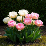 Green boutiQ - Bloembollen - Tulp Double Sensation - Kleur Wit i Roze - 12 stuks - Bolmaat 11/12 - XXL Pack