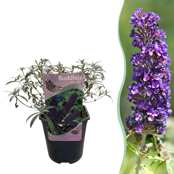 Green boutiQ - Vlinderstruik - Buddleja davidii Black Night - Bloem Paars - 1 Plant - Bladverliezend - Vlinderlokkend -  Kruka 17cm Hoogte 25cm