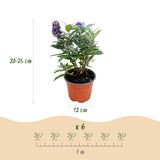 Green boutiQ - Trädgårdsväxt - Buddleja davidii Butterfly Candy Little Tricolour - Fjärilsbusk - Kompakt - Rosa-Vit-Lila - 3 Växter - Kruka 12cm - Höjd 20-25cm