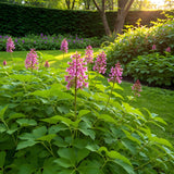 Green boutiQ - Bloembollen - Corydalis Beth Evans - Kleur Wit i Paars - 20 stuks - Bolmaat 6/7 - XXL Pack
