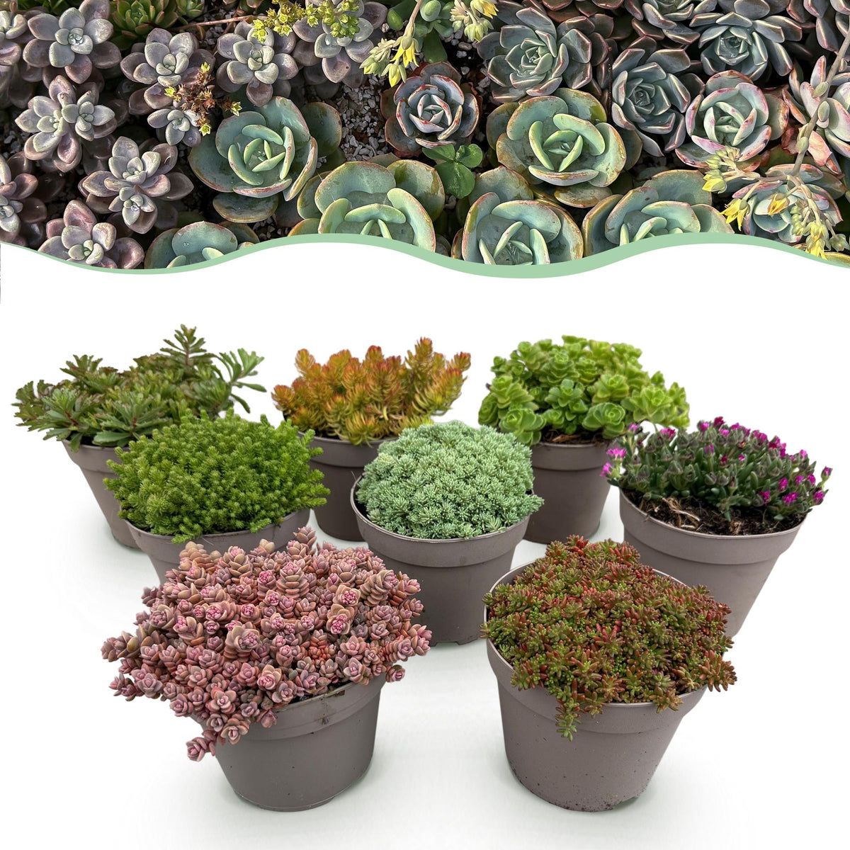 Green boutiQ - Bodembedekker - Winterhard - Alpine Mix - 8 Växtn - Diversen Kleuren  - Weinig Onderhoud - Kruka 14 Hoogte 17