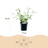 La Green Touch - Trädgårdsväxt - Buddleja davidii White Profusion - Fjärilsbusk - Winterhard - Vit - 3 Plantor - Kruka 17cm - Höjd 45cm