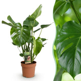 Green BoutiQ - Green is... Kamerväxtn - Monstera Deliciosa - Gatenplant - Weinig onderhoud - Groen - 1 Plant - Kruka 17cm - Hoogte 50-55cm