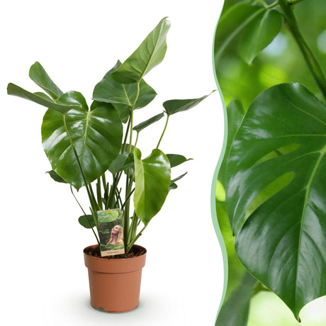 Green BoutiQ - Green is... Kamerväxtn - Monstera Deliciosa - Gatenplant - Weinig onderhoud - Groen - 1 Plant - Kruka 17cm - Hoogte 50-55cm