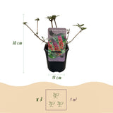 Green boutiQ - Vlinderstruik - Buddleja davidii Flower Power - Bloem Oranje Paars - 3 Växtn - 1m2 - Bladverliezend - Vlinderlokkend -  Kruka 17cm Hoogte 30cm