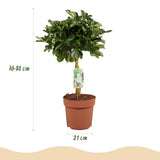 Green boutiQ - Kamerväxtn - Schefflera Gold Capelle - Vingerboom - Weinig onderhoud - Groen - goud - 1 Plant - met Potter Grijs - Kruka 21cm - Hoogte 70-80cm