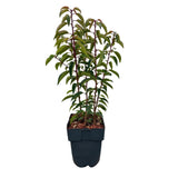 Green boutiQ - Haagväxtn - Prunus lusitanica Angustifolia - blad groen - 6 växtn - 1 strekkende meter - groenblijvend - kruka 17cm hoogte 50cm