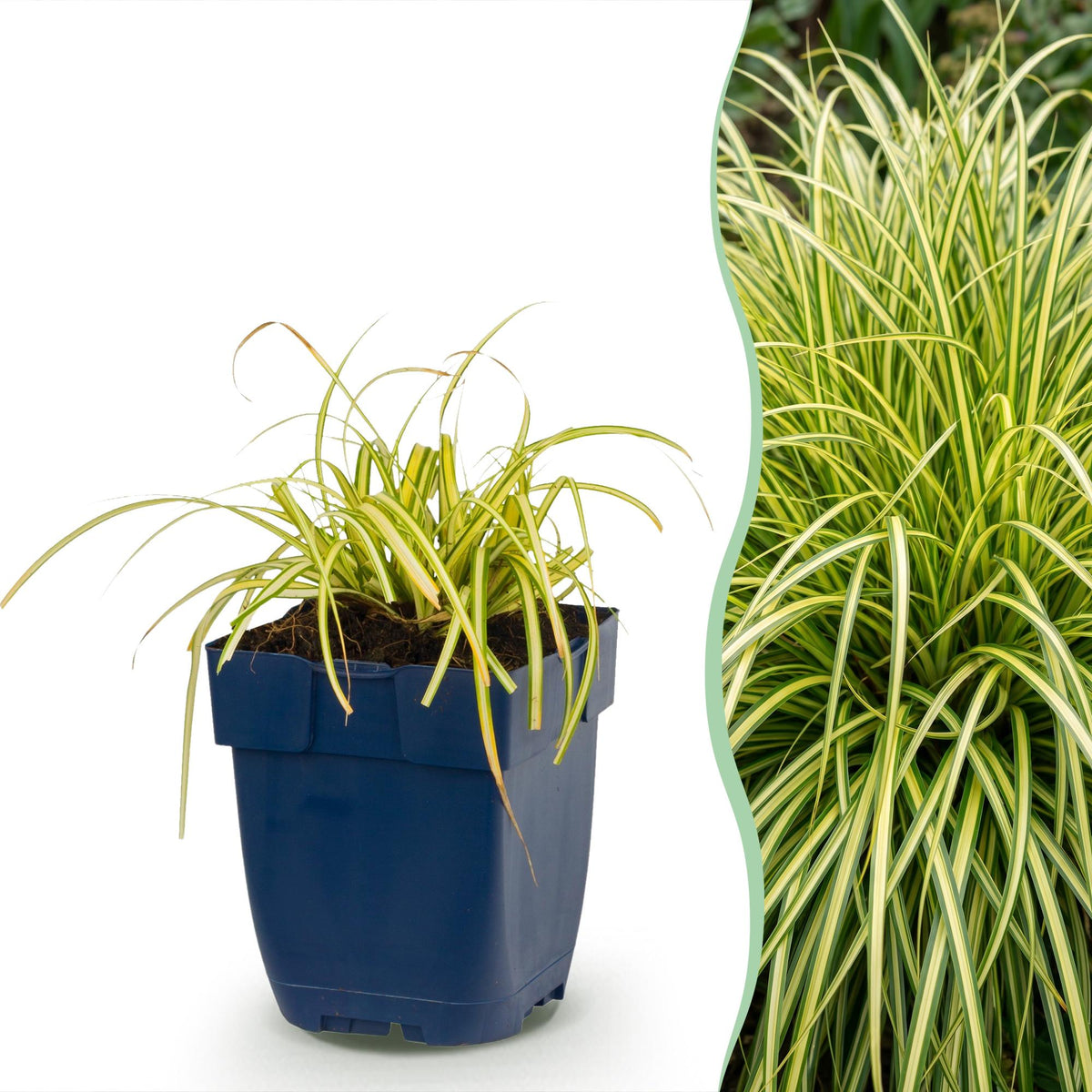 Laîche Evergold - Carex oshimensis - H 15-25 cm, pot Ø11 cm - photo 12
