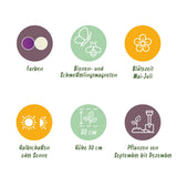 Green boutiQ - Bloembollen - Allium Purple White Mix - Kleur Paars i Wit - 15 stuks - Bolmaat 10/12 - XXL Pack