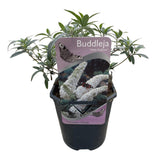 Green boutiQ - Vlinderstruik - Buddleja davidii White Profusion - Bloem Wit - 1 Plant - Bladverliezend - Vlinderlokkend -  Kruka 17cm Hoogte 25cm