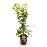 Érable du Japon Orange Dream - H 90 cm, pot Ø26 cm