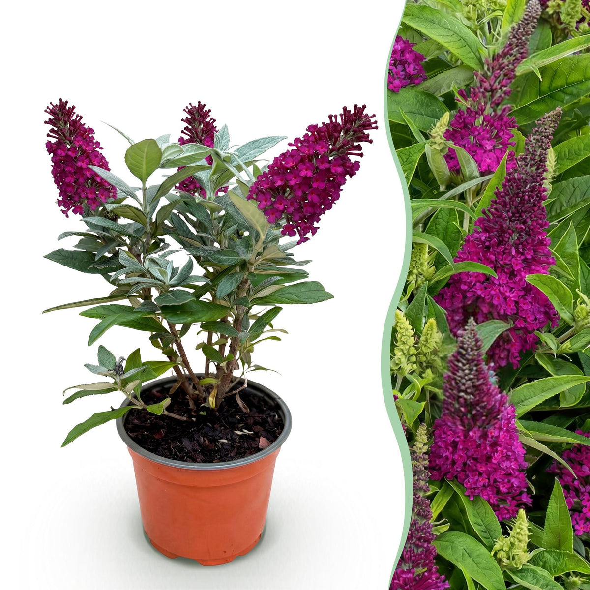 Green boutiQ - Tuinplant - Buddleja davidii Butterfly Candy Little Ruby - Vlinderstruik - Compact - Rood - 1 Plant - Kruka 12cm - Hoogte 20-25cm