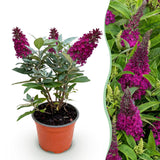Green boutiQ - Tuinplant - Buddleja davidii Butterfly Candy Little Ruby - Vlinderstruik - Compact - Rood - 1 Plant - Kruka 12cm - Hoogte 20-25cm