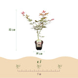 Green boutiQ - Terrasplant - Japanse Esdoorn - Acer palmatum Sumi-nagashi - Rood - 2 Växtn - Bladverliezend - Kruka 19cm Hoogte 70cm