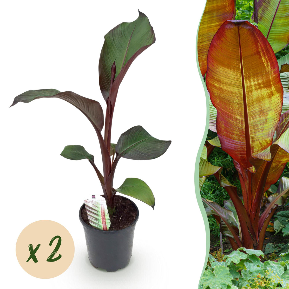 Green boutiQ - Fruitplant - Bananen plant - Ensete ventricosum Maurelli - Winterhard - 2 växtn - Kruka 17cm Hoogte 40cm