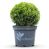 Green boutiQ - Buxus Bol - BetterBuxus Skylight - Resistant tegen de Buxus Schimmel - 1 växtn - kruka 23cm bol 25cm