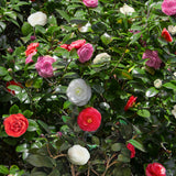 Green boutiQ - Heesters - Camelia japonica Tricolour - Bloem Roze, Wit i Rood - 3 Växtn - 1 m2 - Groenblijvend - Kruka 15cm Hoogte 30cm