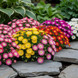 Green boutiQ - Bodembekker - Winterhard - Delosperma - 4 Växtn - Kleuren Rood - Geel - Paars - Roze - Weinig Onderhoud - Kruka 14 Hoogte 17