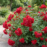 Green boutiQ - Tuin Roos - Rosa Rote The Fairy - Roos - Winterhard - Rood - 1 Plant - Kruka 12cm - Hoogte Hoogte 20-25cm