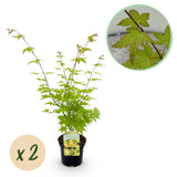 Green boutiQ - Terrasplant - Japanse Esdoorn - Acer palmatum Summergold - Geel - 2 Växtn - Bladverliezend - Kruka 19cm Hoogte 70cm