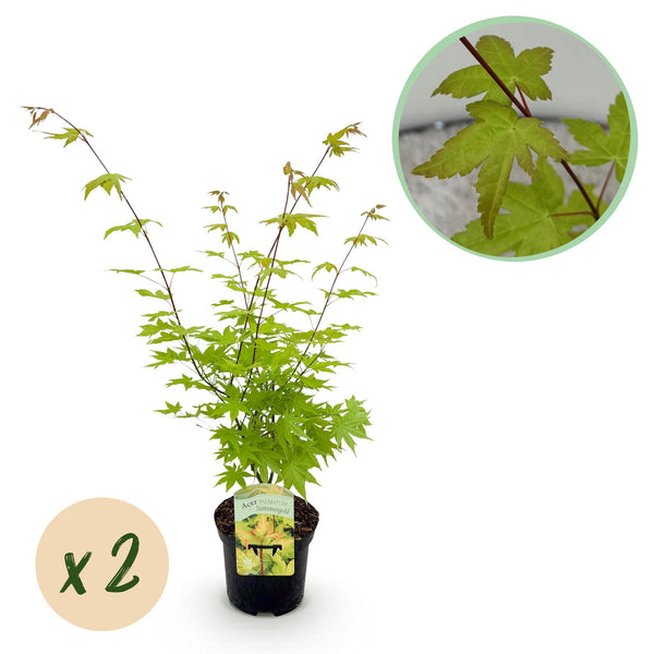Green boutiQ - Terrasplant - Japanse Esdoorn - Acer palmatum Summergold - Geel - 2 Växtn - Bladverliezend - Kruka 19cm Hoogte 70cm
