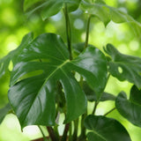 Green BoutiQ - Kamerväxtn - Monstera Deliciosa - Gatenplant - Weinig onderhoud - Groen - 1 Plant - met Potter Grijs - Kruka 21cm - Hoogte 70-80cm