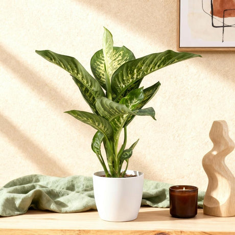 Green BoutiQ - Kamerväxtn - Diefenbachia Tropic Snow - Dieffenbachia - Weinig onderhoud - Groen - 1 Plant - met Potter Grijs - Kruka 21cm - Hoogte 90-100cm