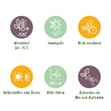 Green boutiQ - Haagväxtn - Ligustrum ovalifolium -  blad groen - 6 växtn - 1 strekkende meter - groenblijvend - kruka 17cm hoogte 55cm