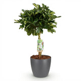 Green boutiQ - Kamerväxtn - Schefflera Gold Capelle - Vingerboom - Weinig onderhoud - Groen - goud - 1 Plant - met Potter Grijs - Kruka 21cm - Hoogte 70-80cm