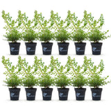 La Green Touch - Buxus Häck - BetterBuxus Babylon Beauty - Motståndskraftig mot Buxus svamp - 12 växter - 2 löpmeter - kruka 13cm höjd 30-35