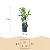 Green boutiQ - Trädgårdsväxt - Hibiscus syriacus Oiseau Blue - Trädgårds Hibiskus - Winterhård - Blå - 3 Växter - Kruka 17cm - Höjd 45cm